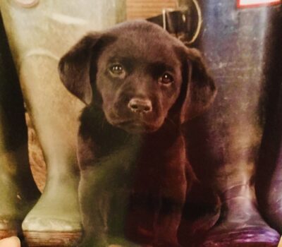 Rising Pet Insurance Costs: Why More Pet Owners Are Looking for Alternatives Card Image